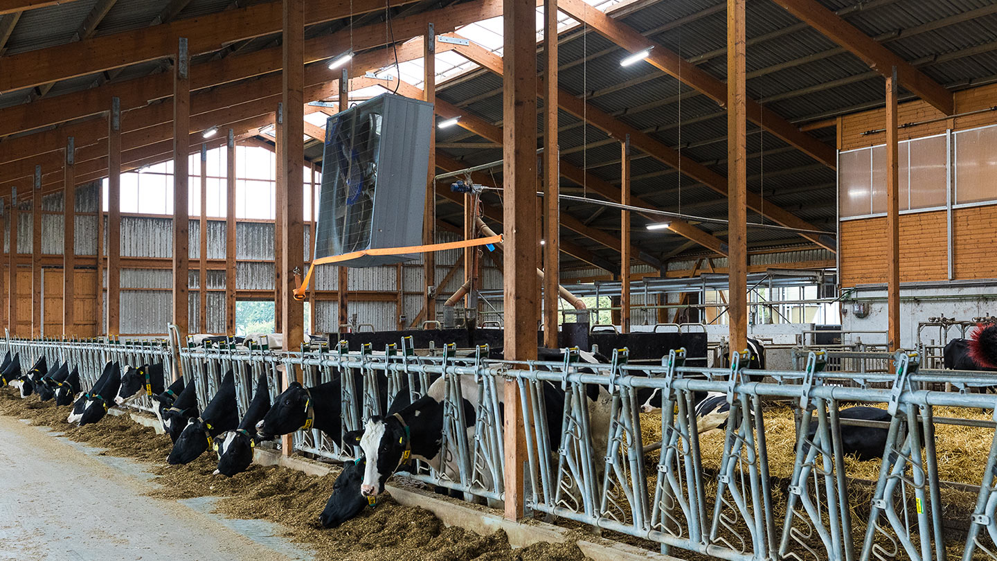 Optimum lighting conditions in the stable influence the well-being of cattle.
