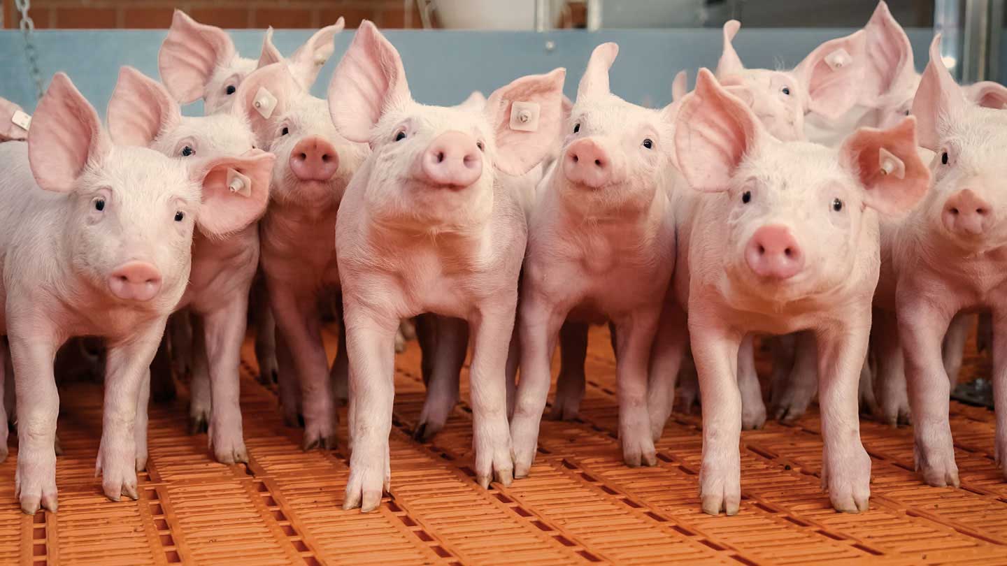 Optimum light conditions in the stall influence the well-being of pigs.