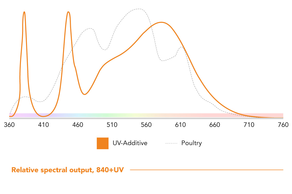 Optimal lighting in poultry farming incl. UV - 4000K + UV