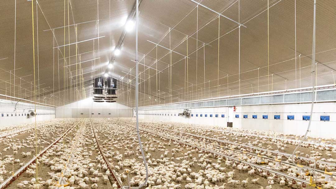 Natural light forms the basis for animal breeding appropriate for the species. Adjustable light sources in our luminaires adapt to the lighting requirements of the life cycle of your animals.