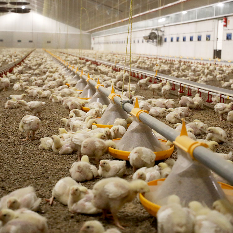 More light in the area of the feed and water troughs and less in resting and nesting areas