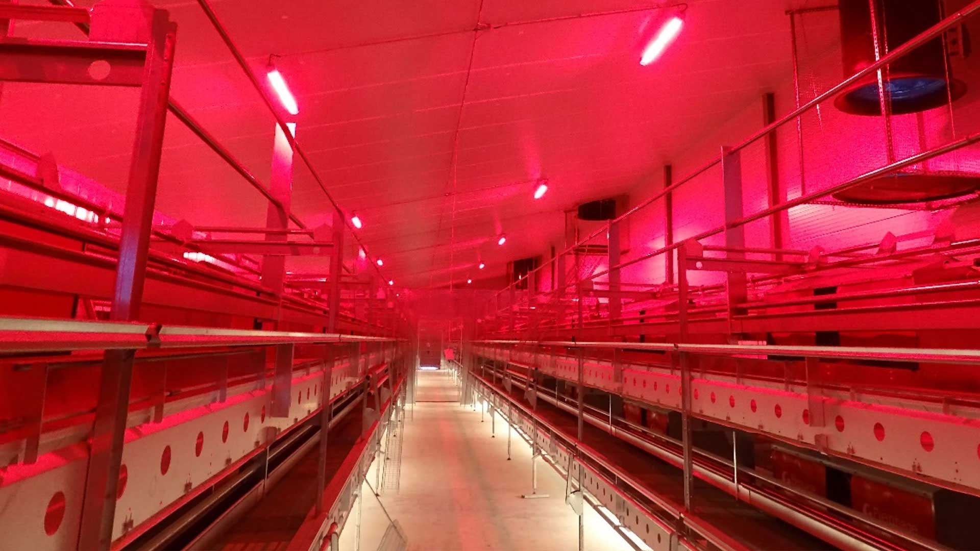 Natural light forms the basis for animal breeding appropriate for the species. Adjustable light sources in our luminaires adapt to the lighting requirements of the life cycle of your animals.