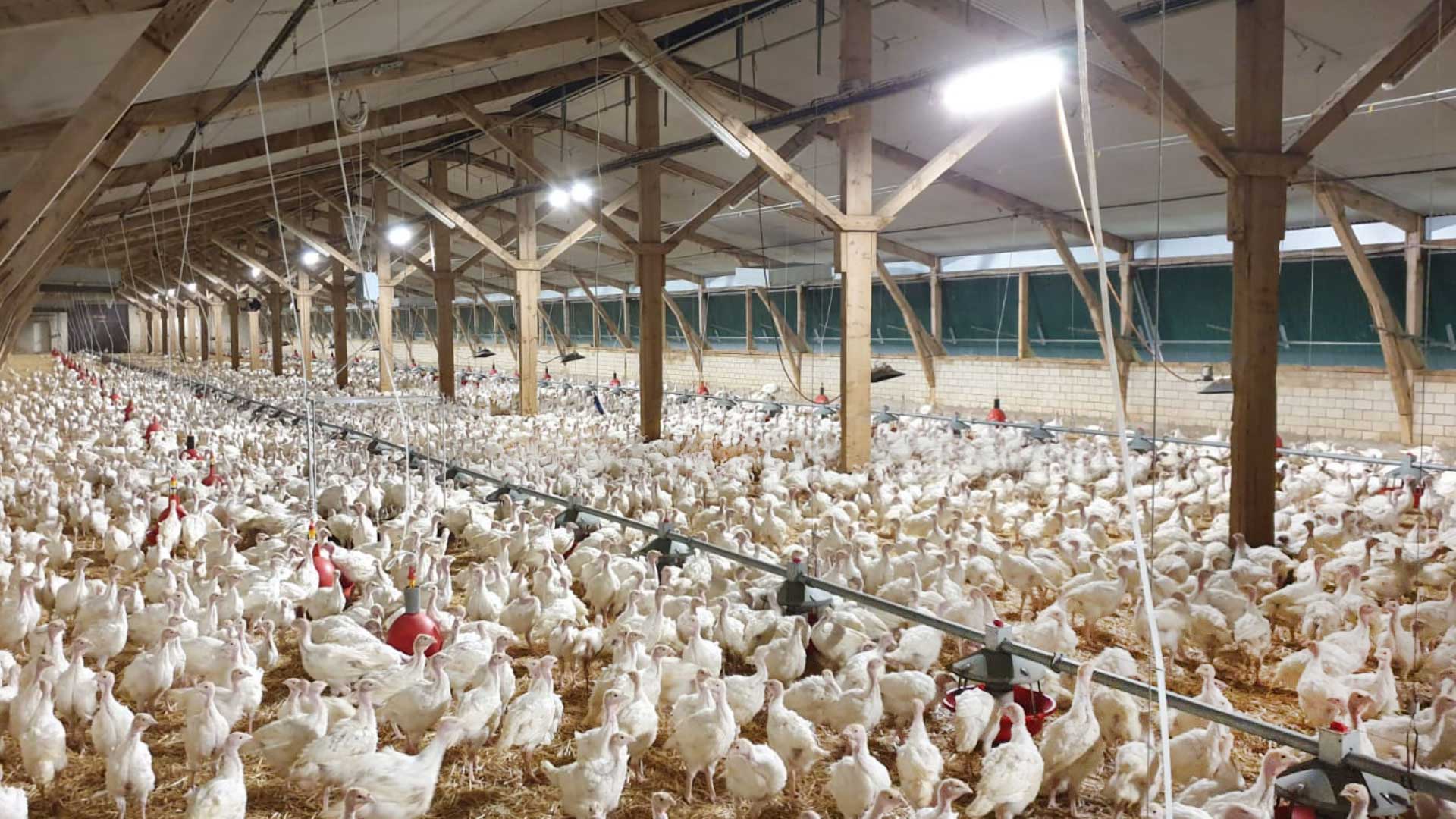Natural light forms the basis for animal breeding appropriate for the species. Adjustable light sources in our luminaires adapt to the lighting requirements of the life cycle of your animals.