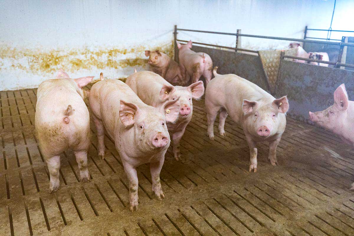 AMENTA – Pig-Light