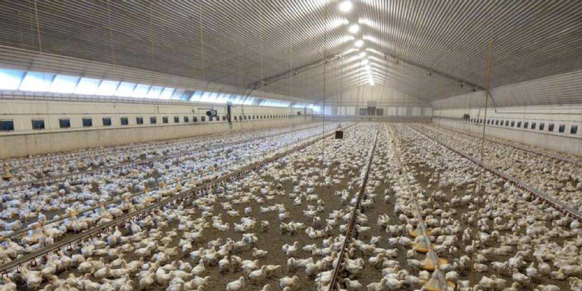 Our luminaire for healthier growth and increased animal welfare — 1 row