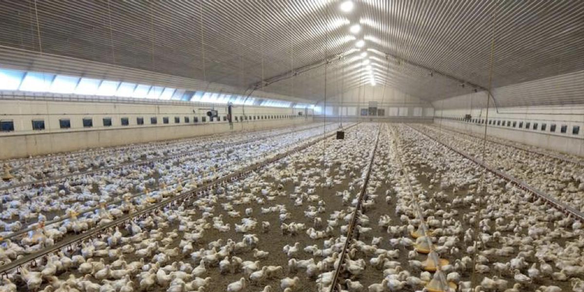 Our luminaire for healthier growth and increased animal welfare