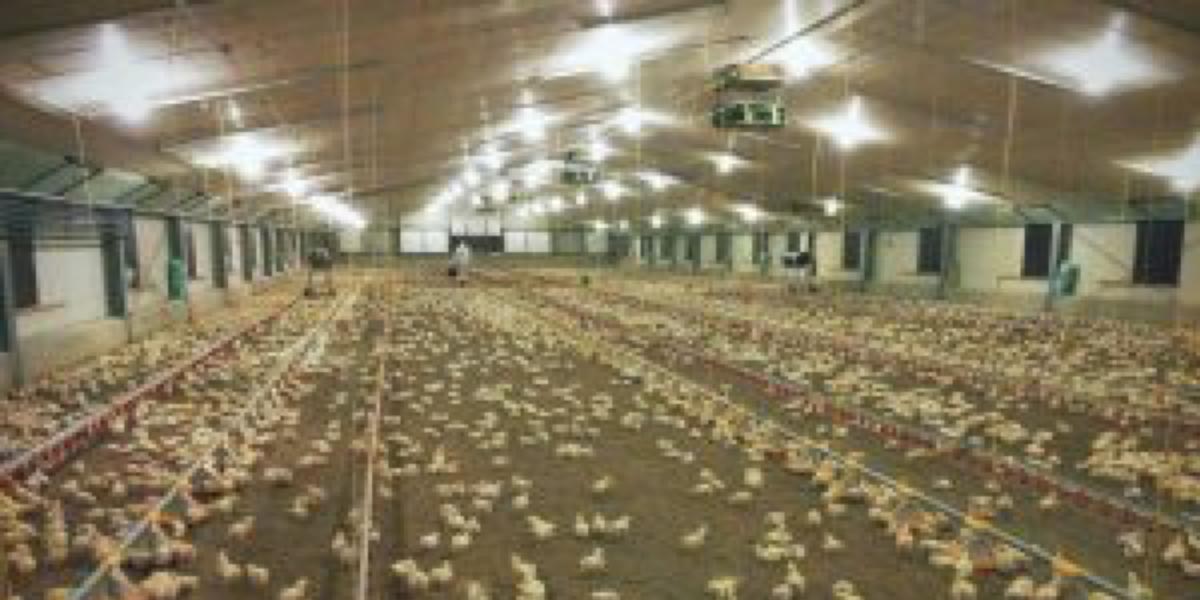 Our luminaire for healthier growth and increased animal welfare — 5 rows