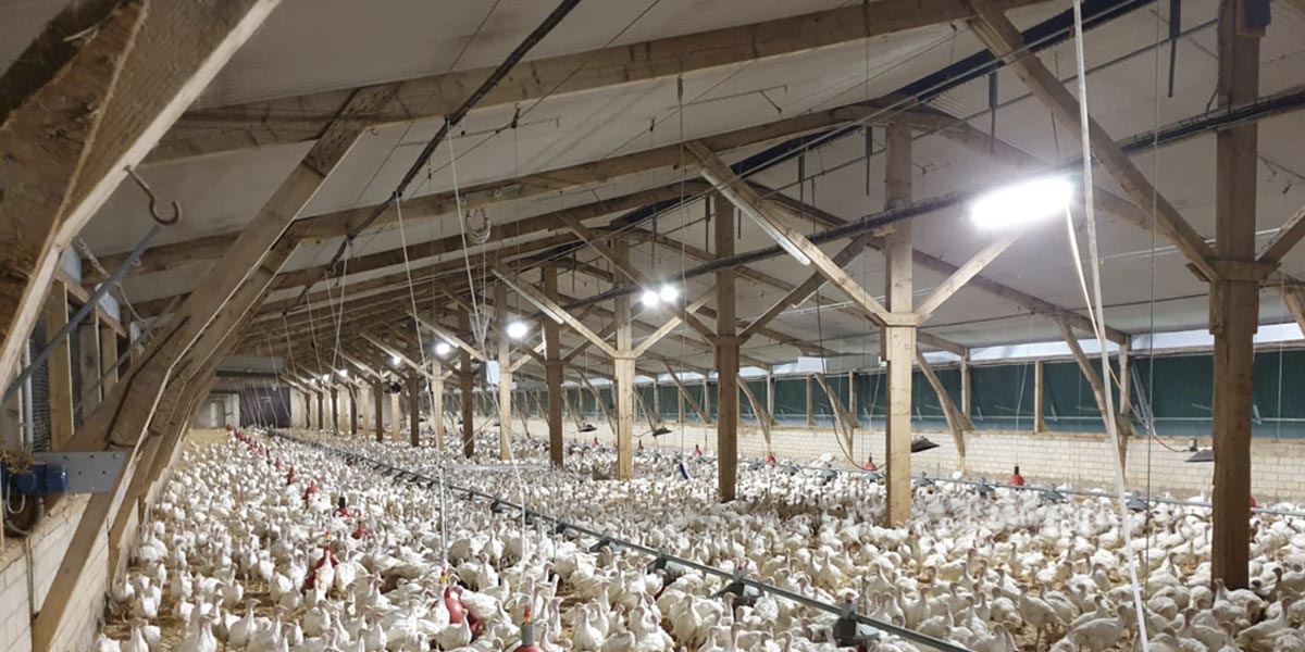 Turkey rearing 2.0 – Anti-pick light. Your solution for turkey rearing