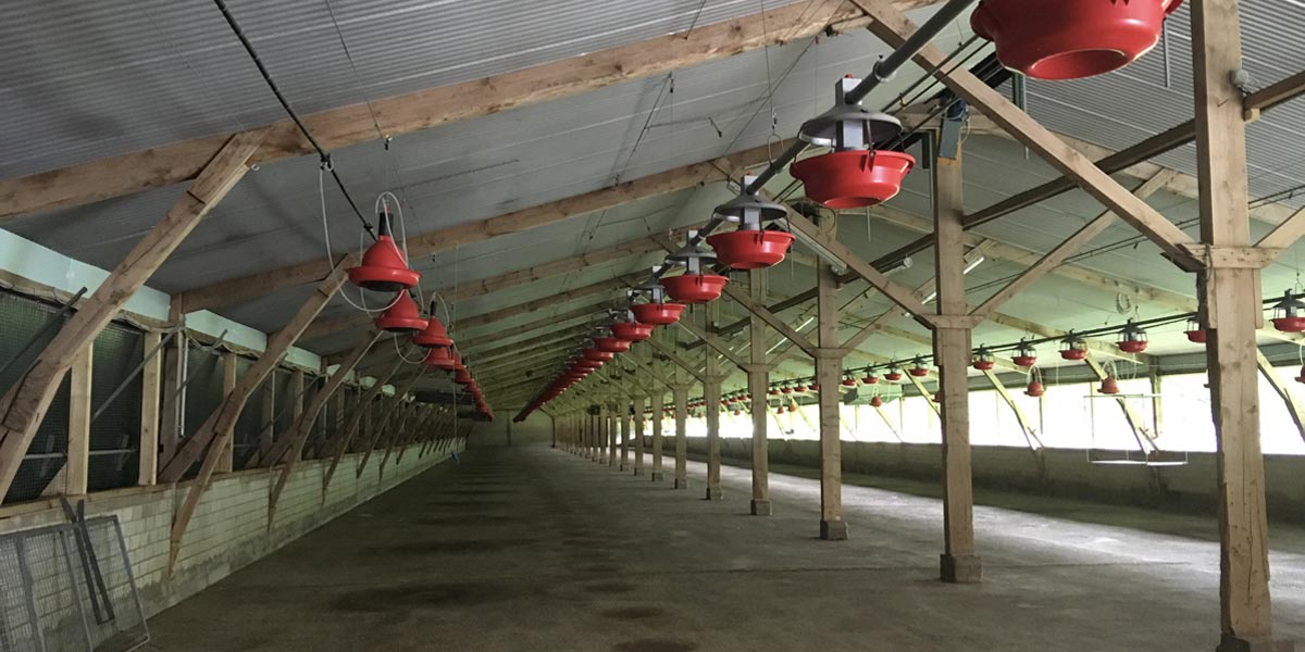 Turkey rearing 2.0 – Anti-pick light. Your solution for turkey rearing — before