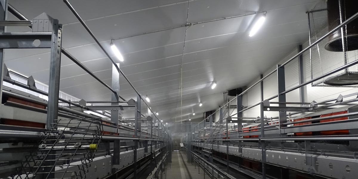 Feel-good light for increased egg production