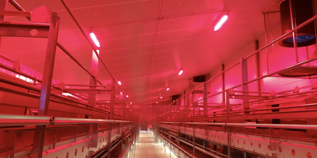 Feel-good light for increased egg production — mixed with red light